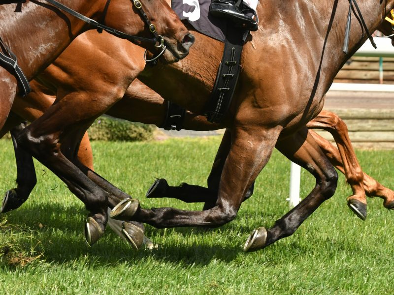 Horse racing action, hooves, legs and grass