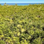 an open jungle with the sea at the end