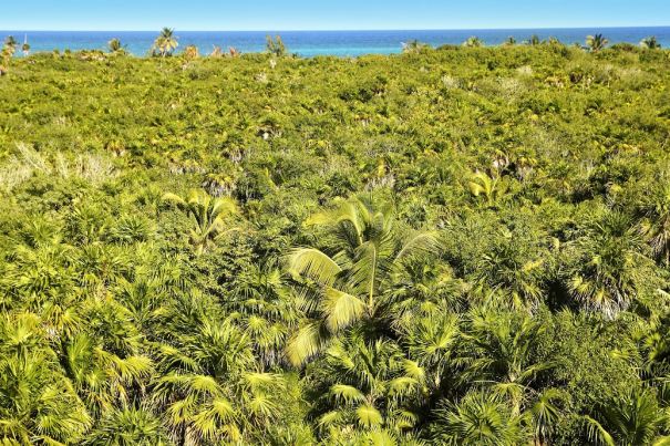 an open jungle with the sea at the end