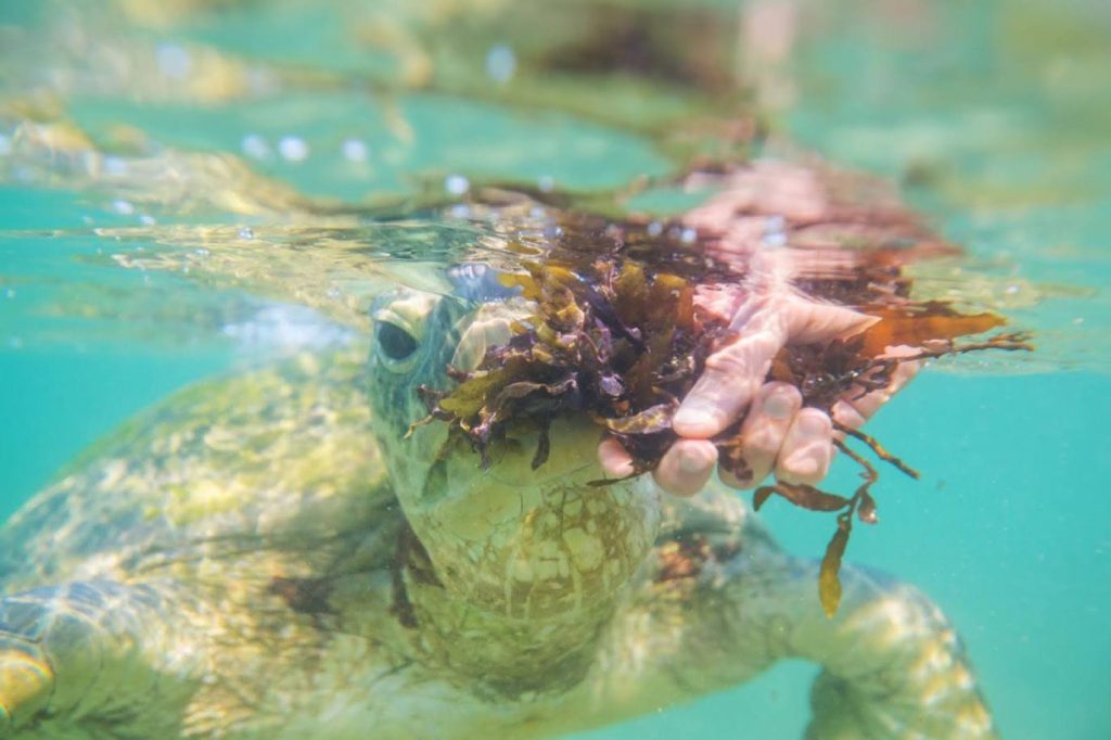 a swim with turtles and crystalline water